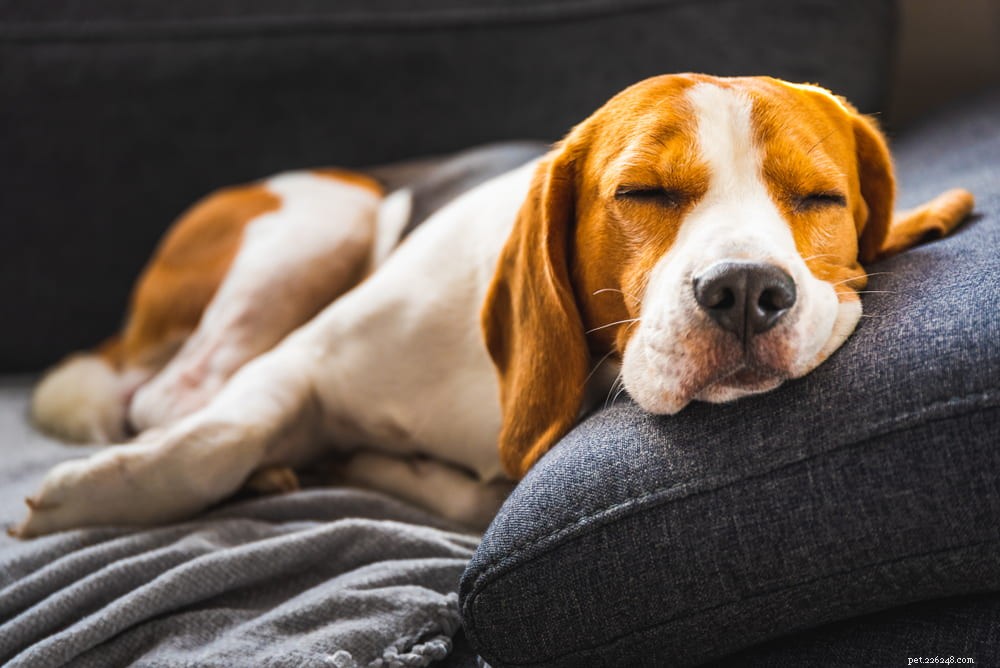 Beagle: Loyal, Scent-Driven Companion Dog