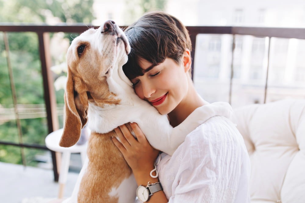 Beagle: Loyal, Scent-Driven Companion Dog