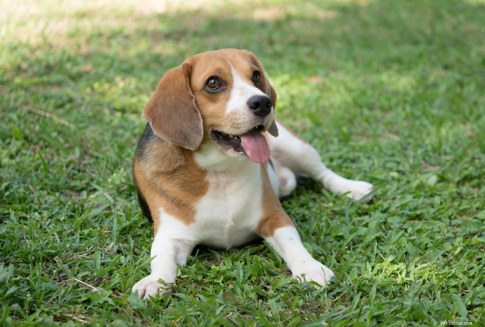 Beagle: Loyal, Scent-Driven Companion Dog