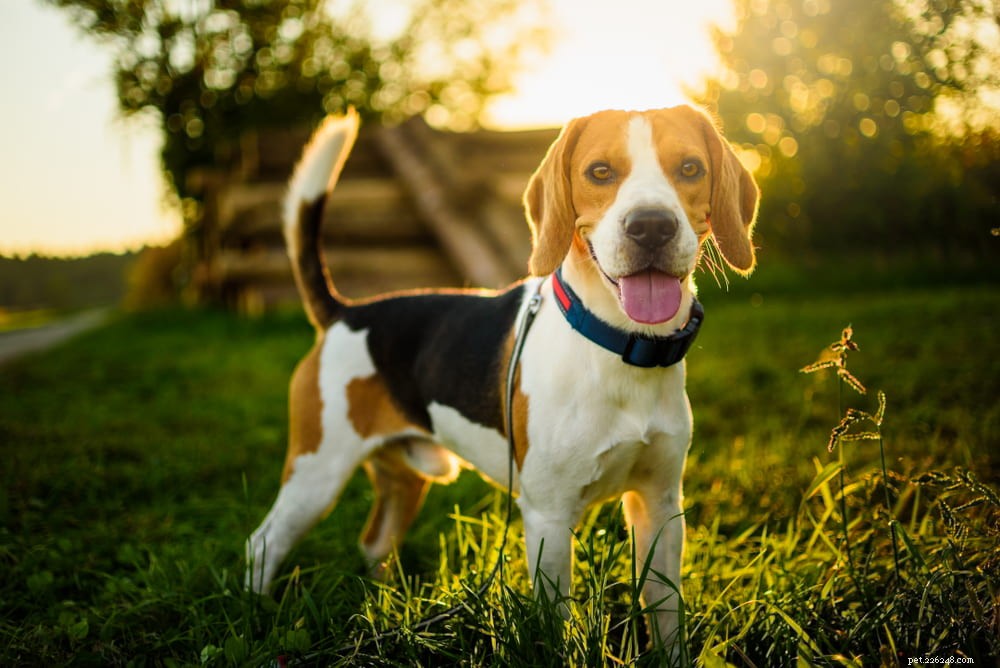 Beagle: Loyal, Scent-Driven Companion Dog