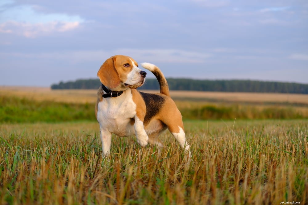 Beagle: Loyal, Scent-Driven Companion Dog
