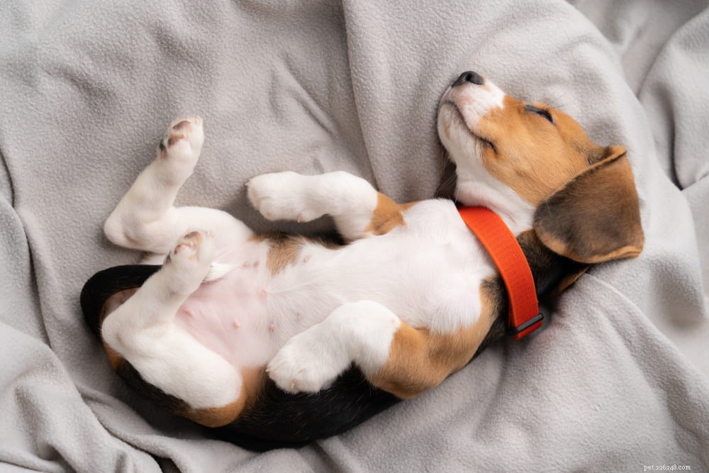 Beagle: Loyal, Scent-Driven Companion Dog