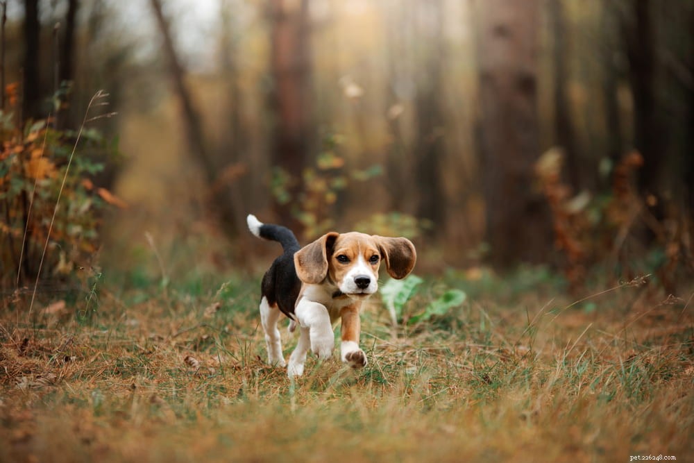 Beagle: Loyal, Scent-Driven Companion Dog
