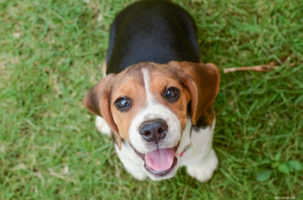Beagle: Loyal, Scent-Driven Companion Dog
