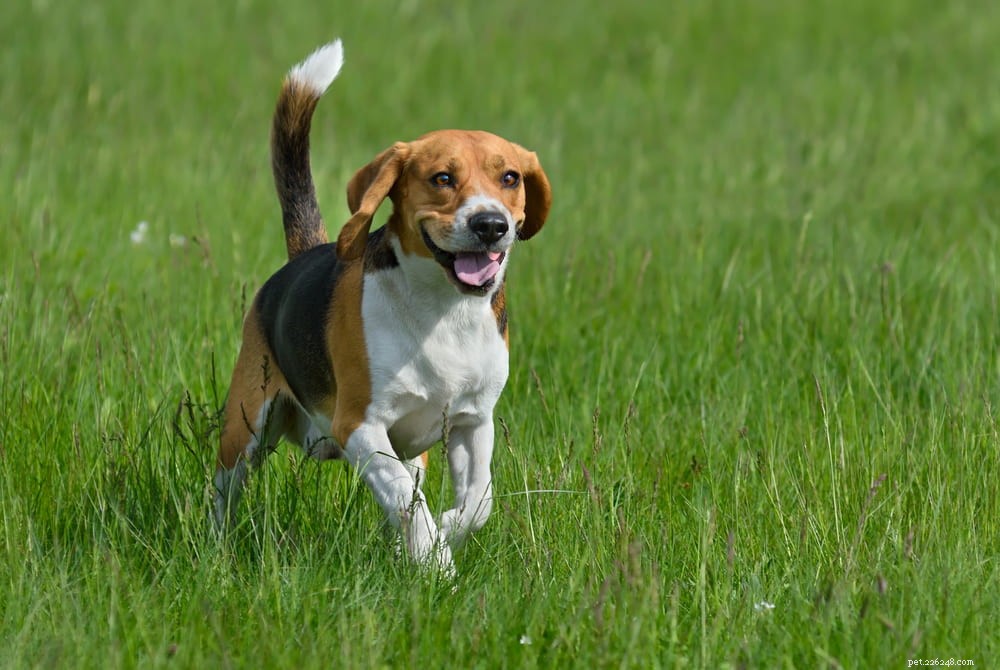 Beagle: Loyal, Scent-Driven Companion Dog