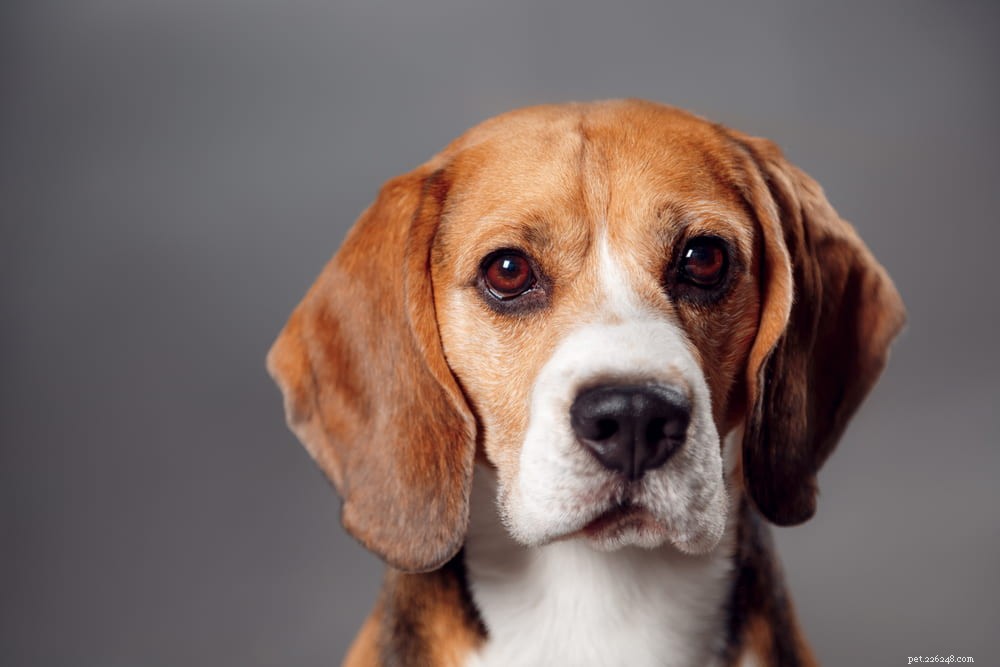 Beagle: Loyal, Scent-Driven Companion Dog