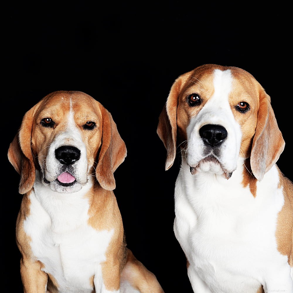 Beagle: Loyal, Scent-Driven Companion Dog