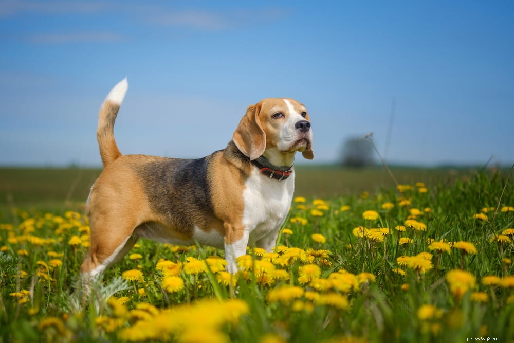 Beagle: Loyal, Scent-Driven Companion Dog