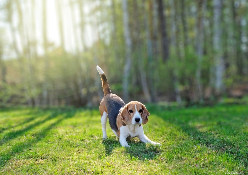 Beagle: Loyal, Scent-Driven Companion Dog