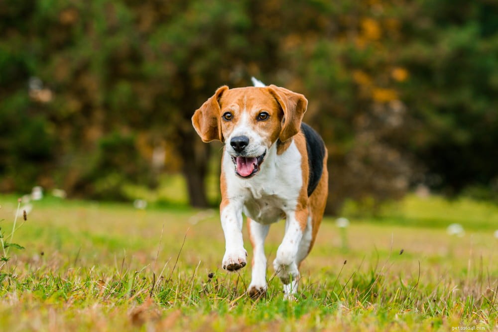 Beagle: Loyal, Scent-Driven Companion Dog