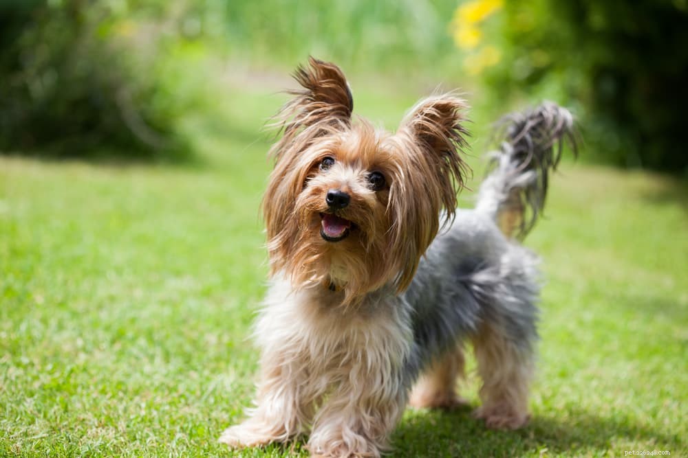 Top 10 Longest‑Lived Dog Breeds: Discover Your Forever Companion