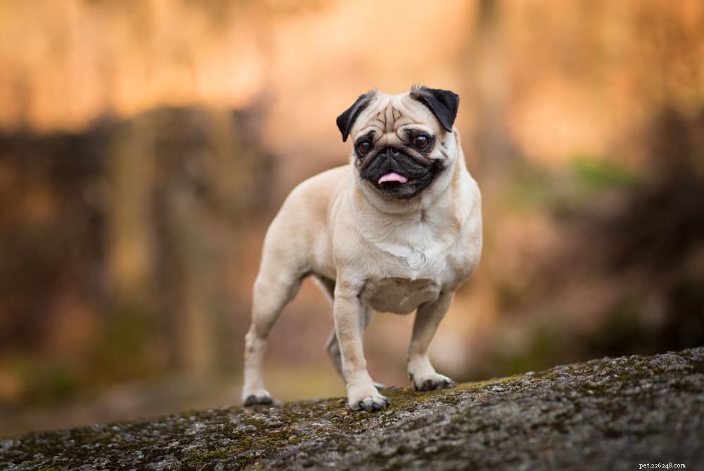 Top 10 Longest‑Lived Dog Breeds: Discover Your Forever Companion