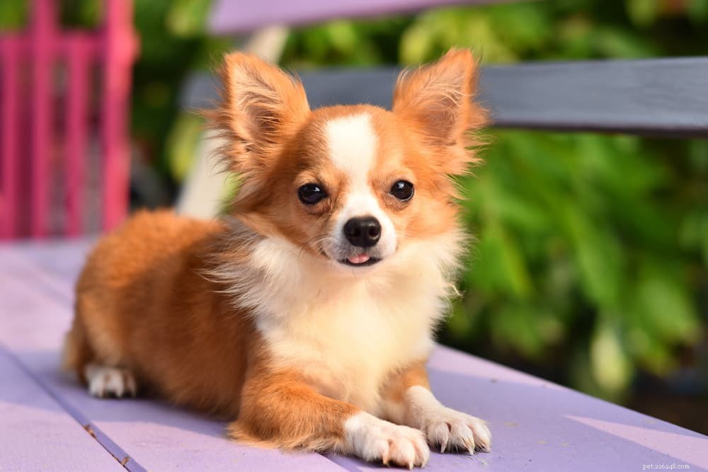 Top 10 Longest‑Lived Dog Breeds: Discover Your Forever Companion