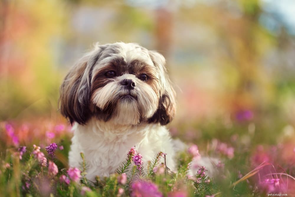 Top 10 Longest‑Lived Dog Breeds: Discover Your Forever Companion