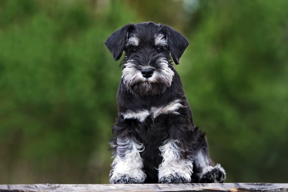Top 10 Longest‑Lived Dog Breeds: Discover Your Forever Companion