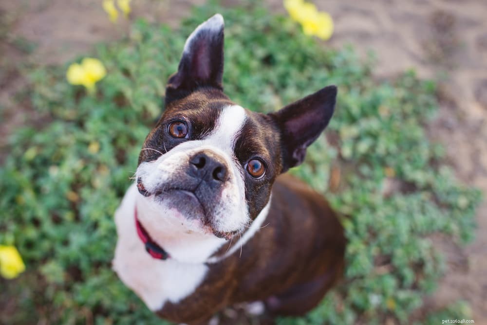 Top 10 Longest‑Lived Dog Breeds: Discover Your Forever Companion