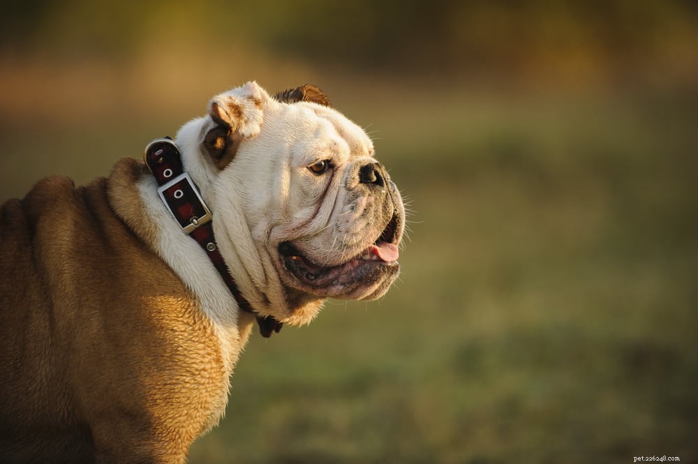 The Enduring Charm of the English Bulldog: A Trusted Companion for Families