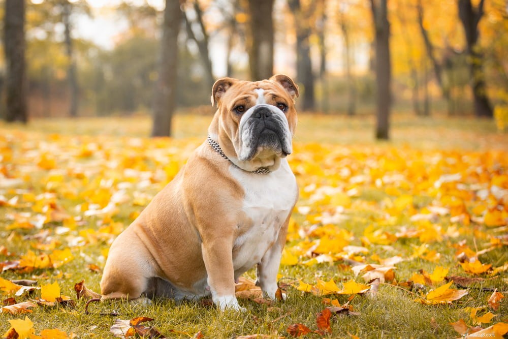 The Enduring Charm of the English Bulldog: A Trusted Companion for Families