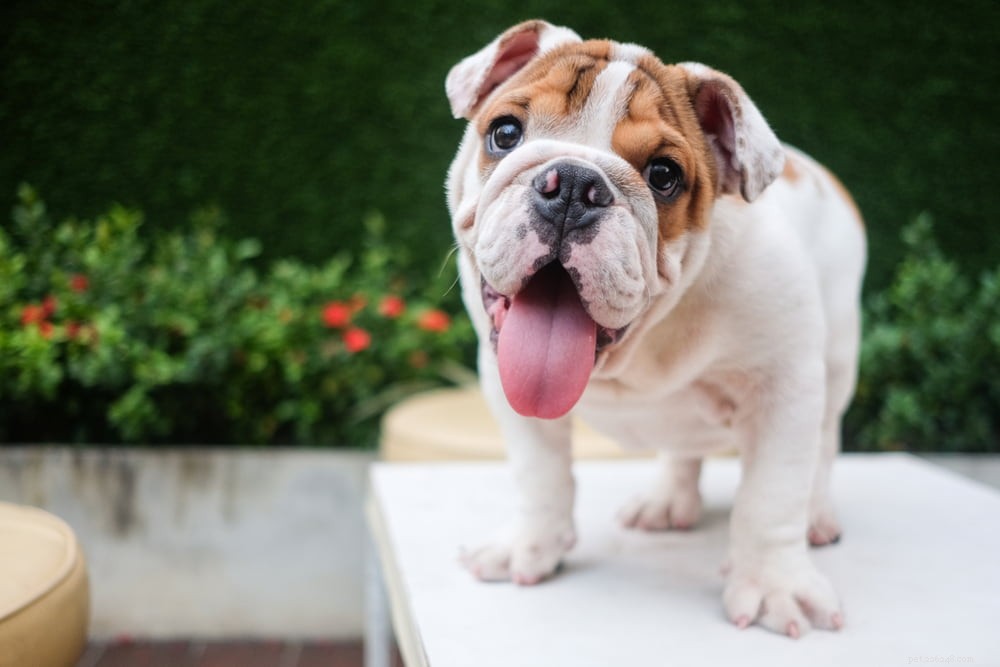 The Enduring Charm of the English Bulldog: A Trusted Companion for Families