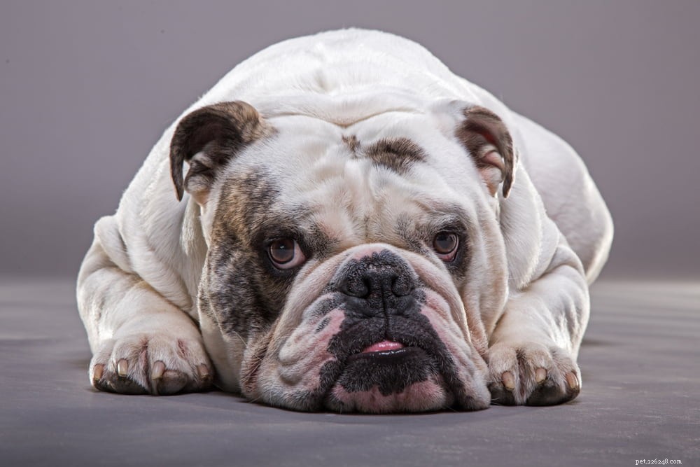 The Enduring Charm of the English Bulldog: A Trusted Companion for Families