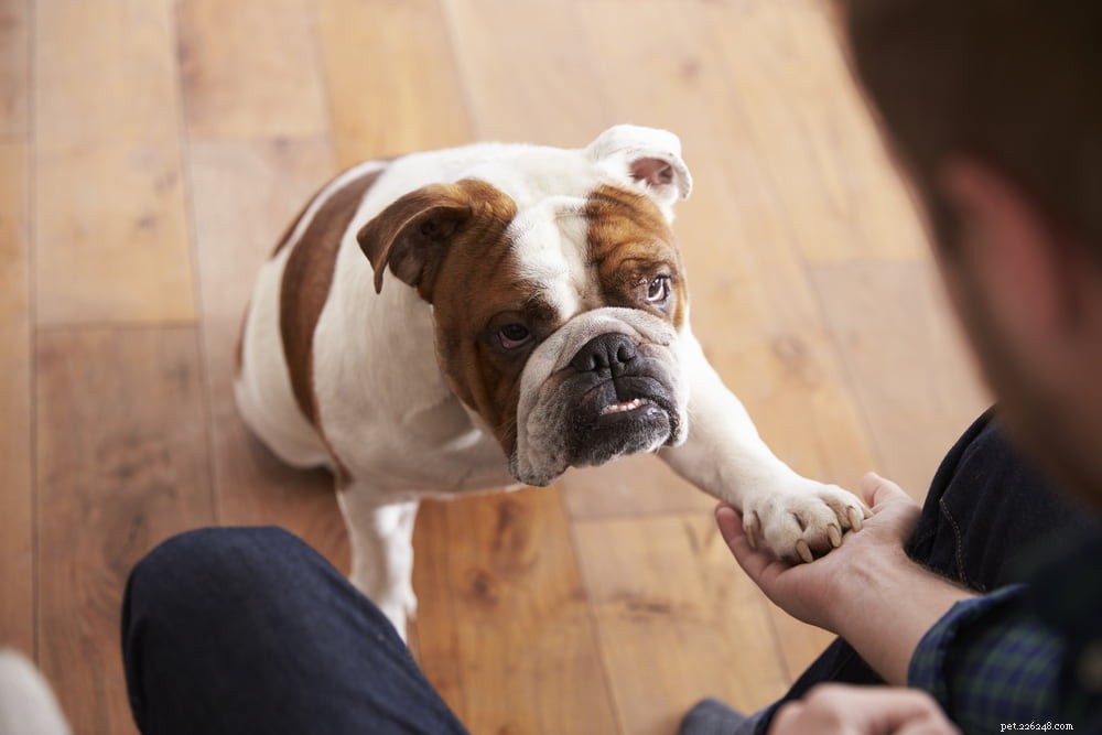 The Enduring Charm of the English Bulldog: A Trusted Companion for Families