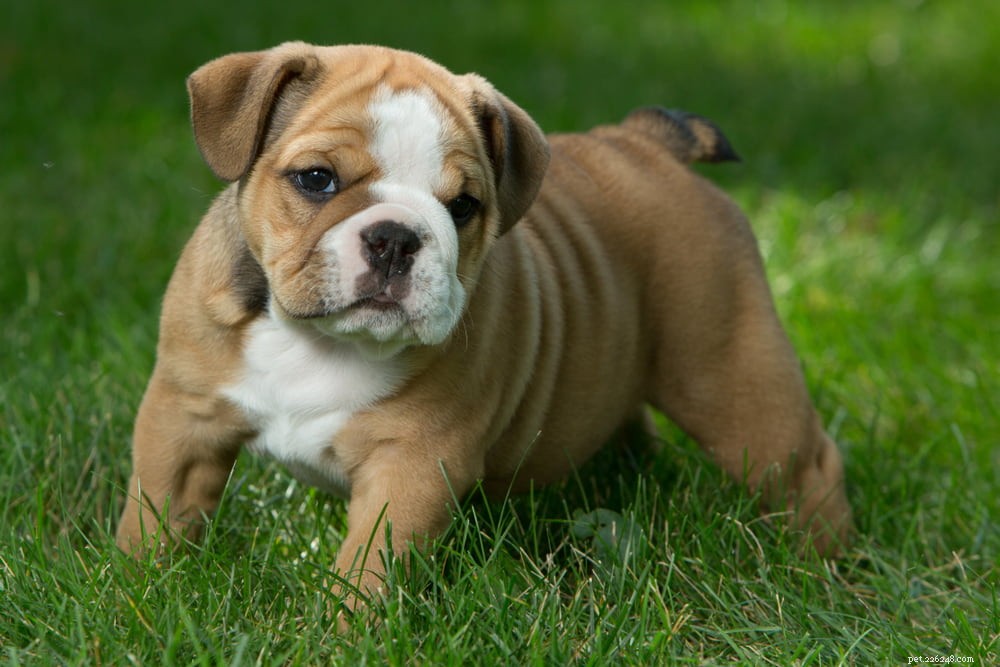 The Enduring Charm of the English Bulldog: A Trusted Companion for Families