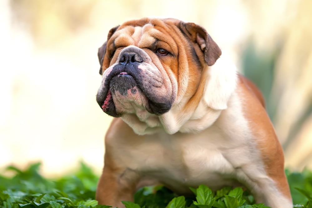 The Enduring Charm of the English Bulldog: A Trusted Companion for Families