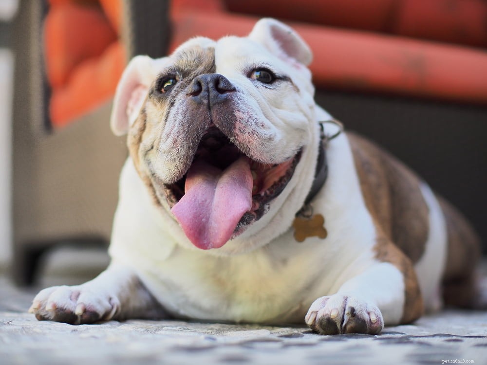 The Enduring Charm of the English Bulldog: A Trusted Companion for Families