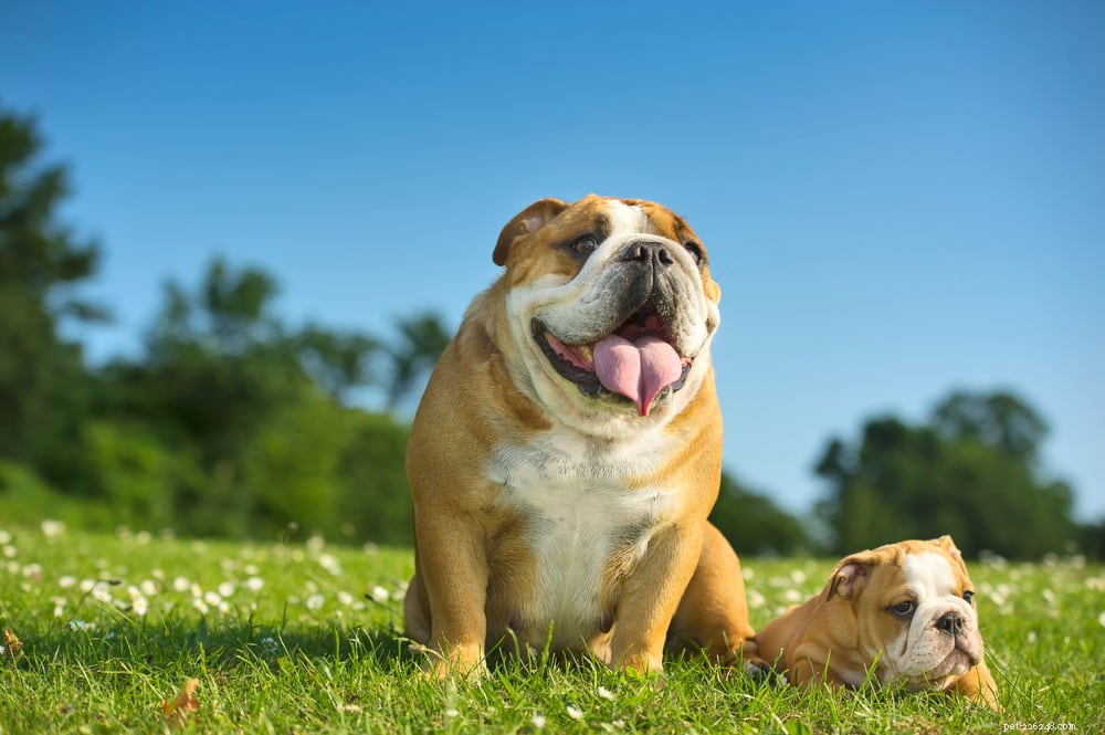 The Enduring Charm of the English Bulldog: A Trusted Companion for Families