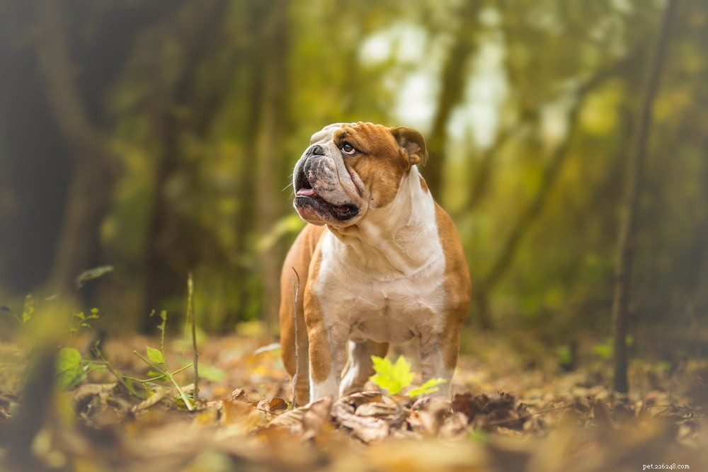 The Enduring Charm of the English Bulldog: A Trusted Companion for Families