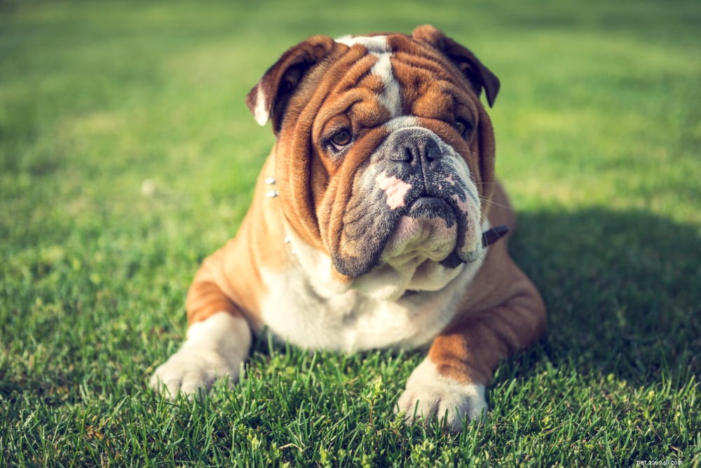 The Enduring Charm of the English Bulldog: A Trusted Companion for Families