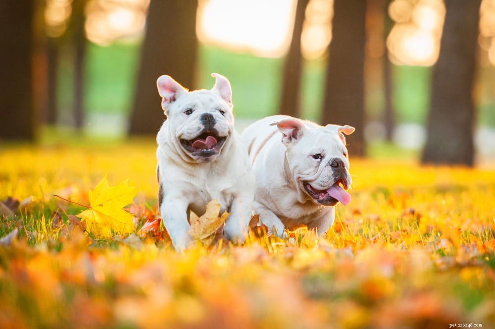 The Enduring Charm of the English Bulldog: A Trusted Companion for Families