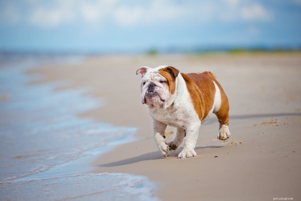 The Enduring Charm of the English Bulldog: A Trusted Companion for Families