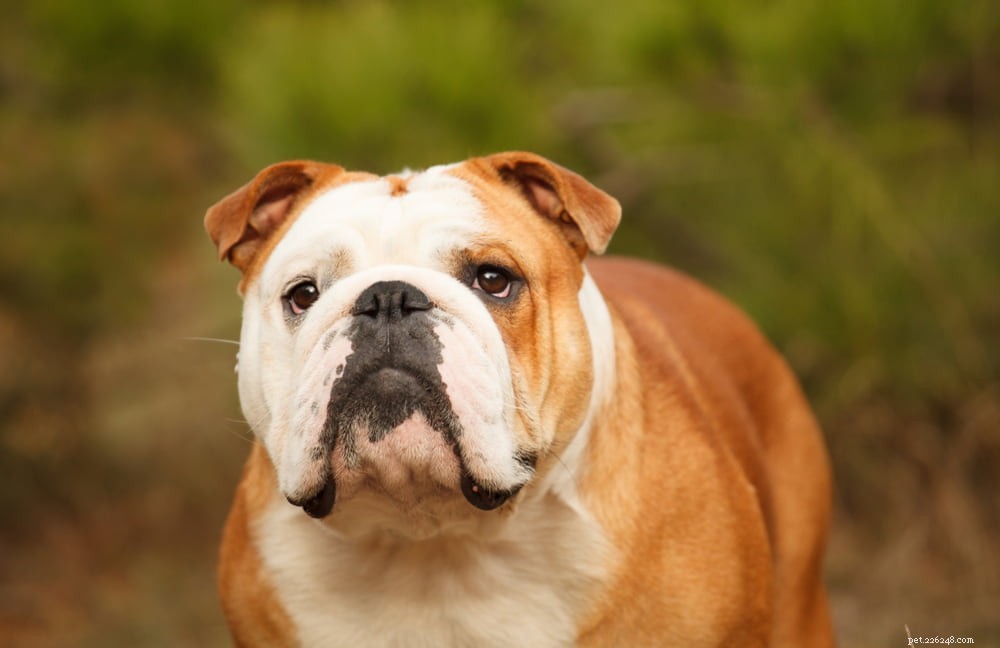 The Enduring Charm of the English Bulldog: A Trusted Companion for Families