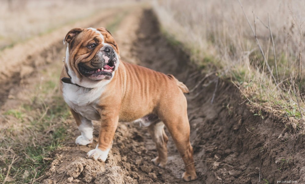 The Enduring Charm of the English Bulldog: A Trusted Companion for Families