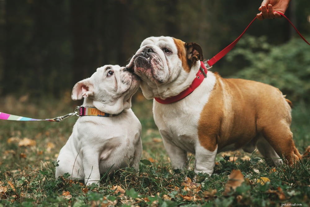 The Enduring Charm of the English Bulldog: A Trusted Companion for Families