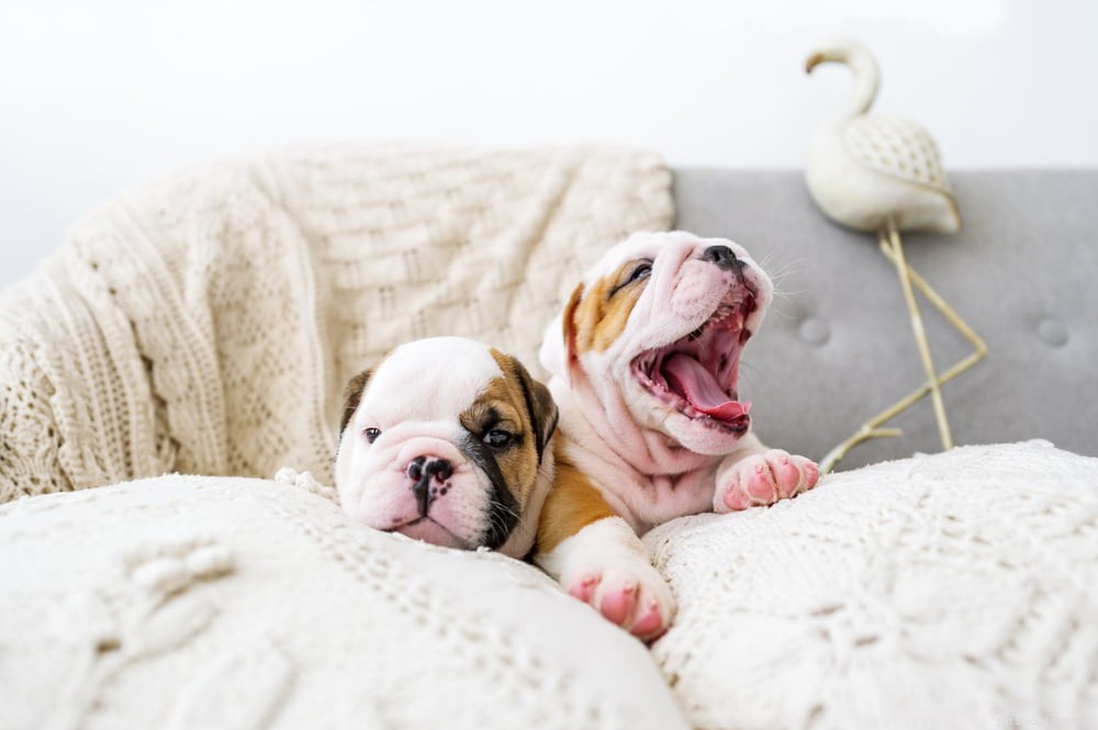 The Enduring Charm of the English Bulldog: A Trusted Companion for Families