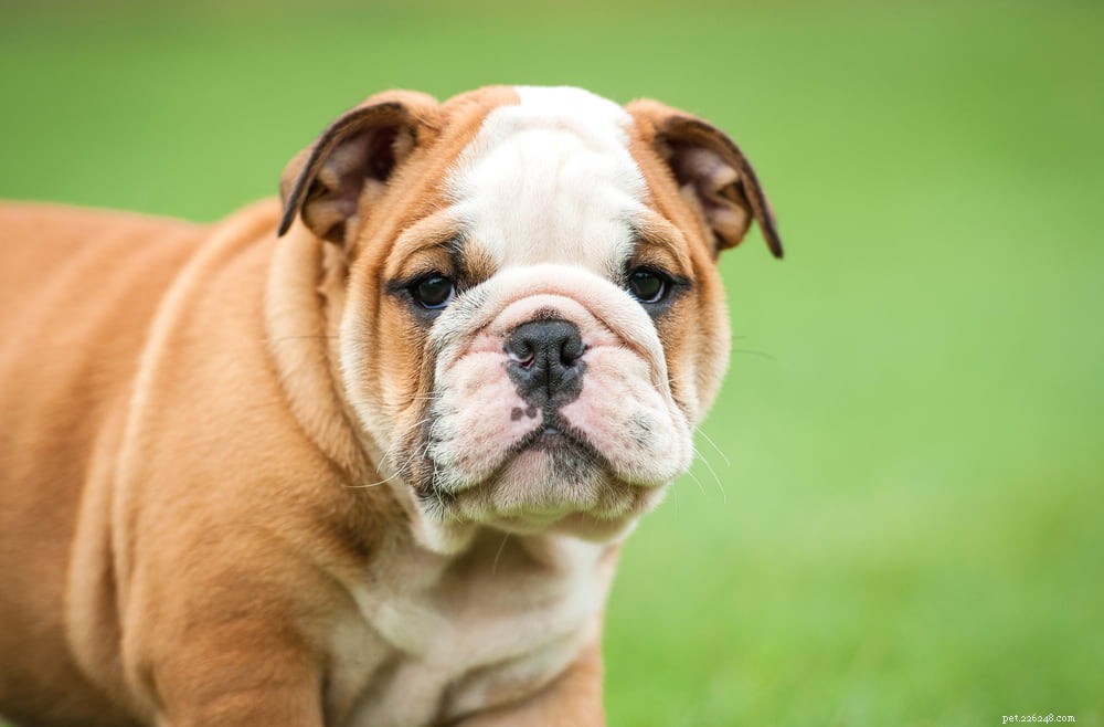 The Enduring Charm of the English Bulldog: A Trusted Companion for Families