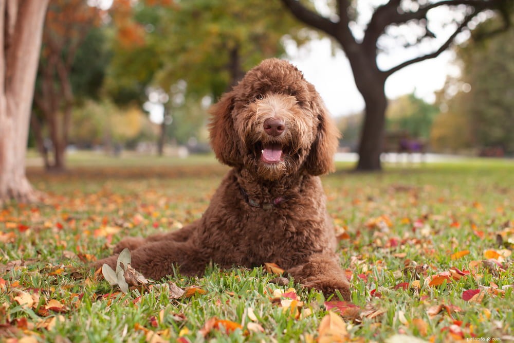 Labradoodle: The Perfect Blend of Labrador & Poodle Traits