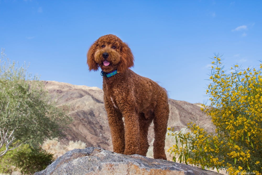 Labradoodle: The Perfect Blend of Labrador & Poodle Traits
