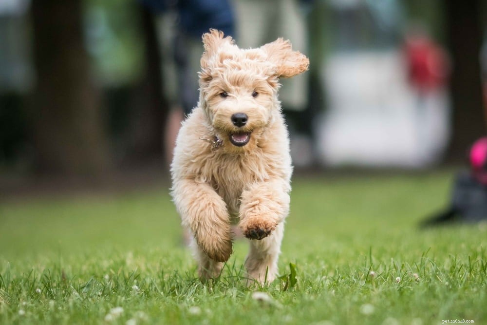 Labradoodle: The Perfect Blend of Labrador & Poodle Traits