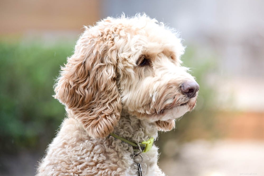 Labradoodle: The Perfect Blend of Labrador & Poodle Traits