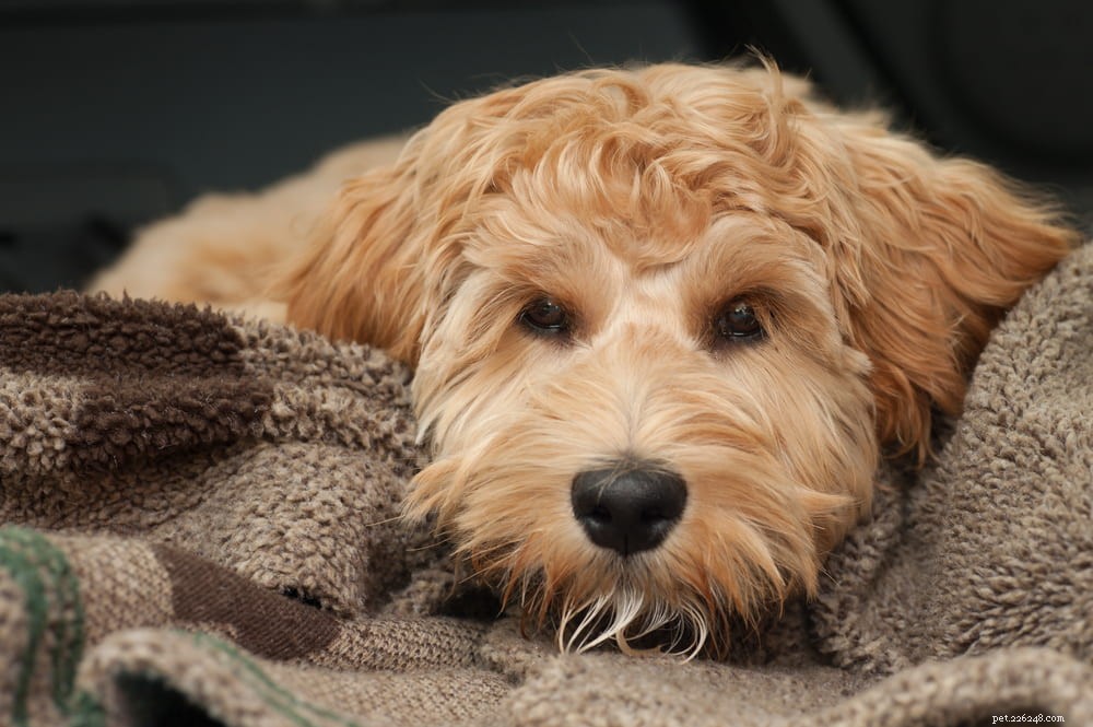 Labradoodle: The Perfect Blend of Labrador & Poodle Traits