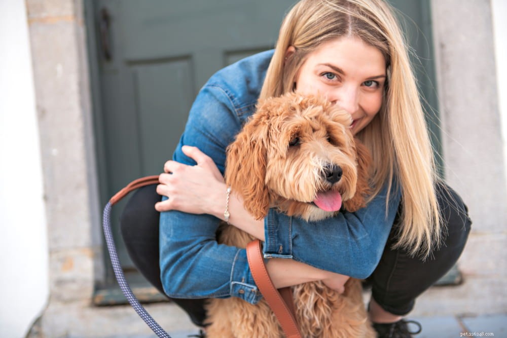 Labradoodle: The Perfect Blend of Labrador & Poodle Traits