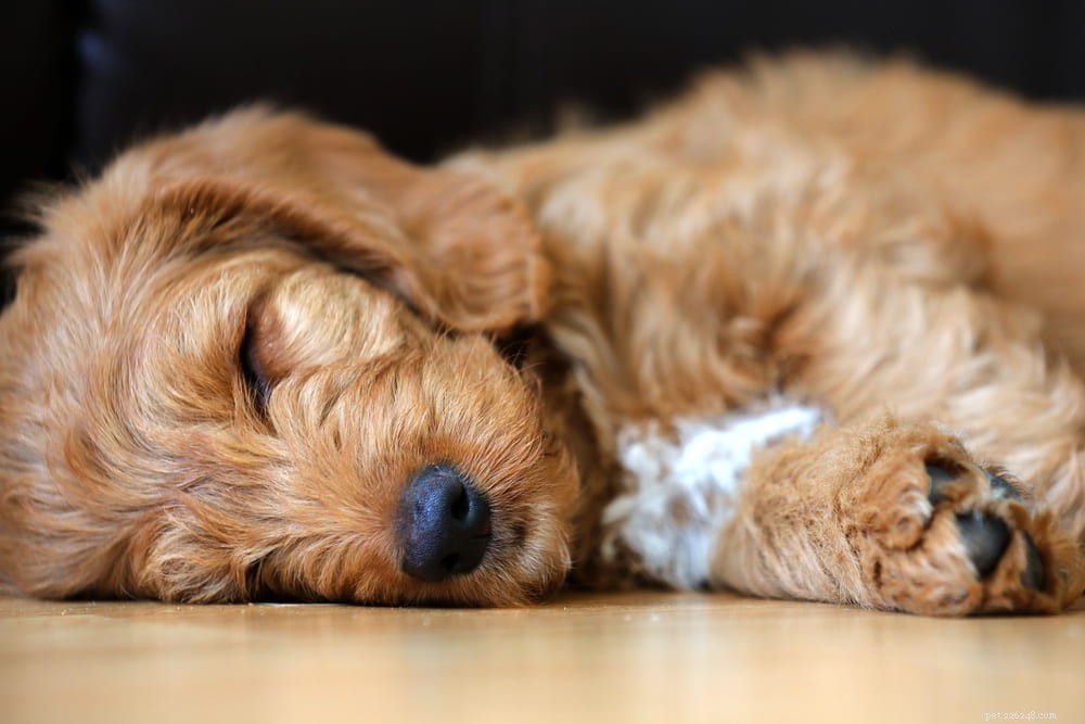 Labradoodle: The Perfect Blend of Labrador & Poodle Traits