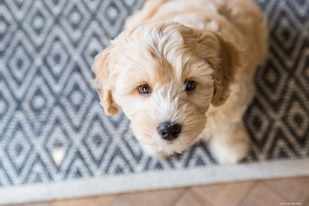 Labradoodle: The Perfect Blend of Labrador & Poodle Traits
