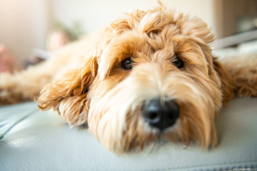 Labradoodle: The Perfect Blend of Labrador & Poodle Traits