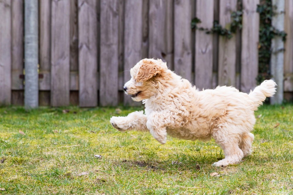 Labradoodle: The Perfect Blend of Labrador & Poodle Traits