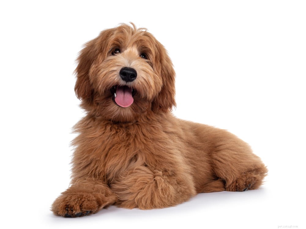 Labradoodle: The Perfect Blend of Labrador & Poodle Traits