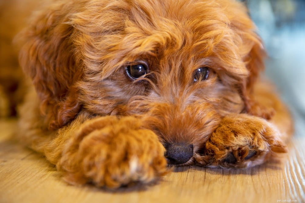 Labradoodle: The Perfect Blend of Labrador & Poodle Traits